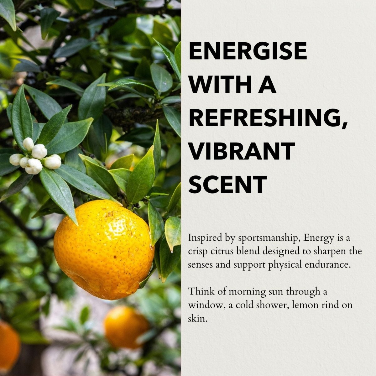 Anatomē - Energy Functional Parfum