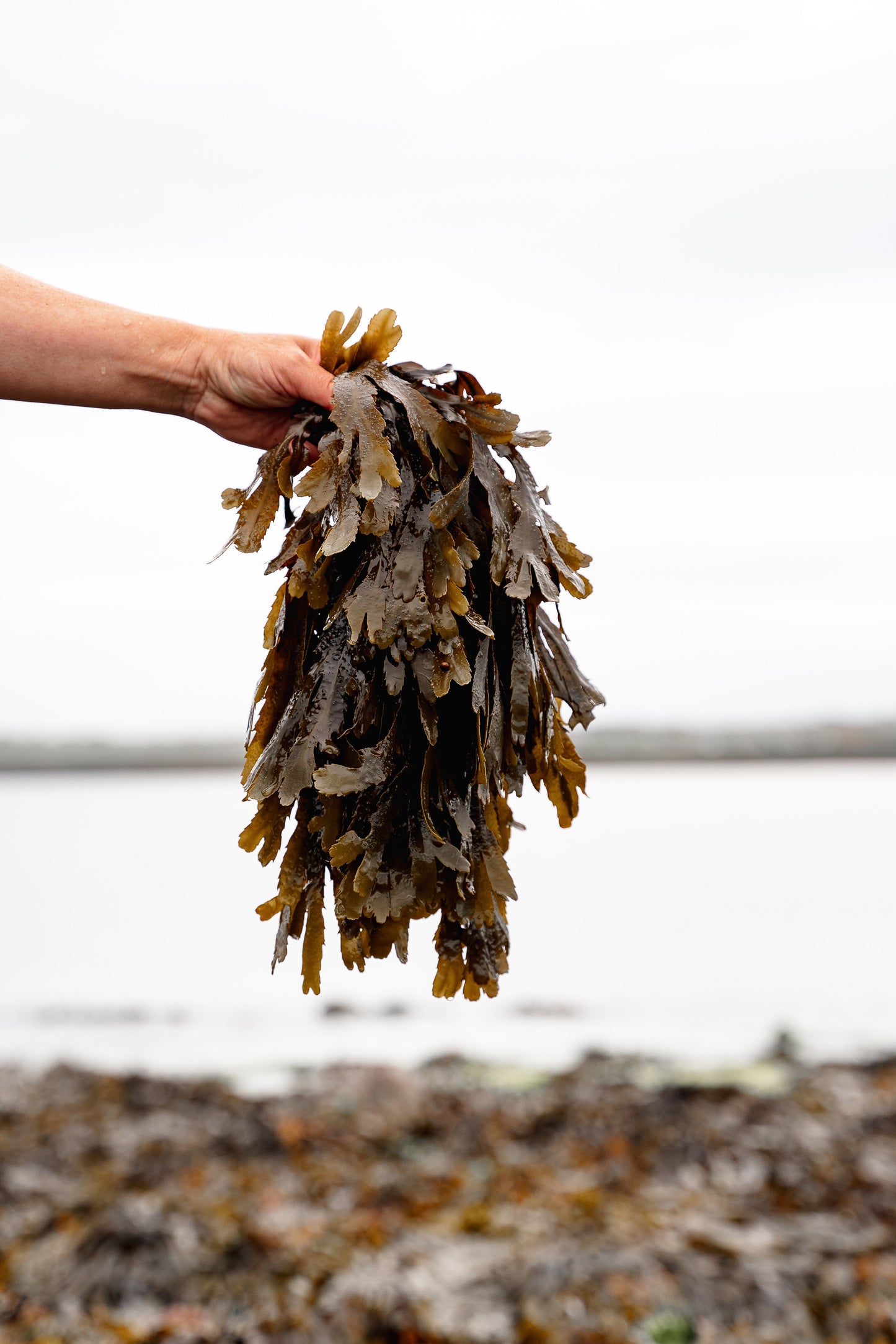 Doctor Seaweed ishga Seaweed Bath