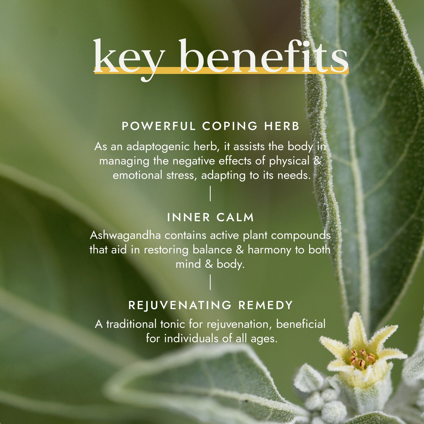 Fushi Wellbeing - Organic Ashwagandha for Stress & Sleep Support
