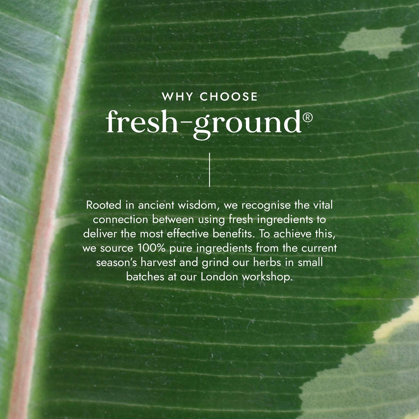 Fushi Wellbeing - Organic Ashwagandha for Stress & Sleep Support