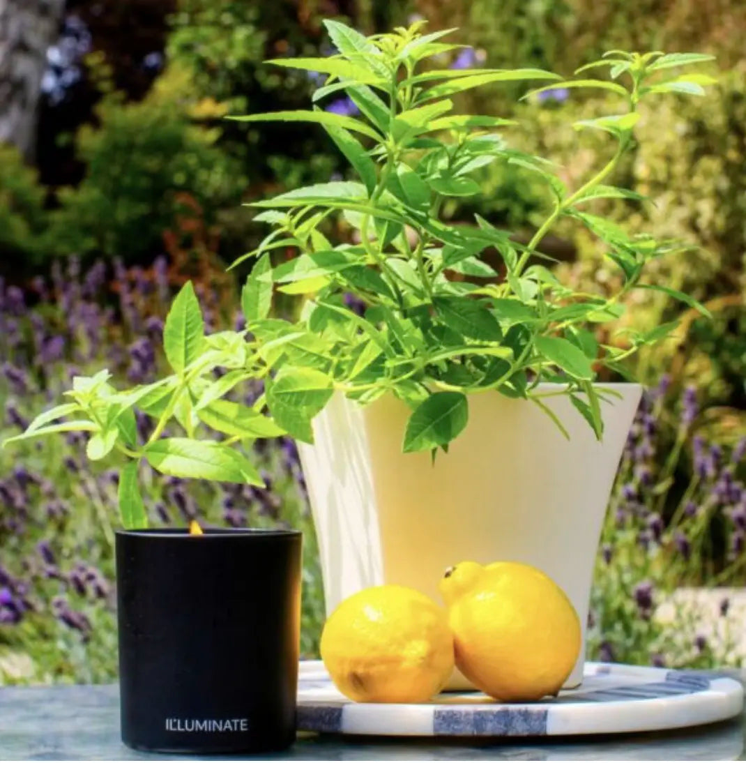 IL LUMINATE Refillable Candles - Candle One - Lemon Verbena
