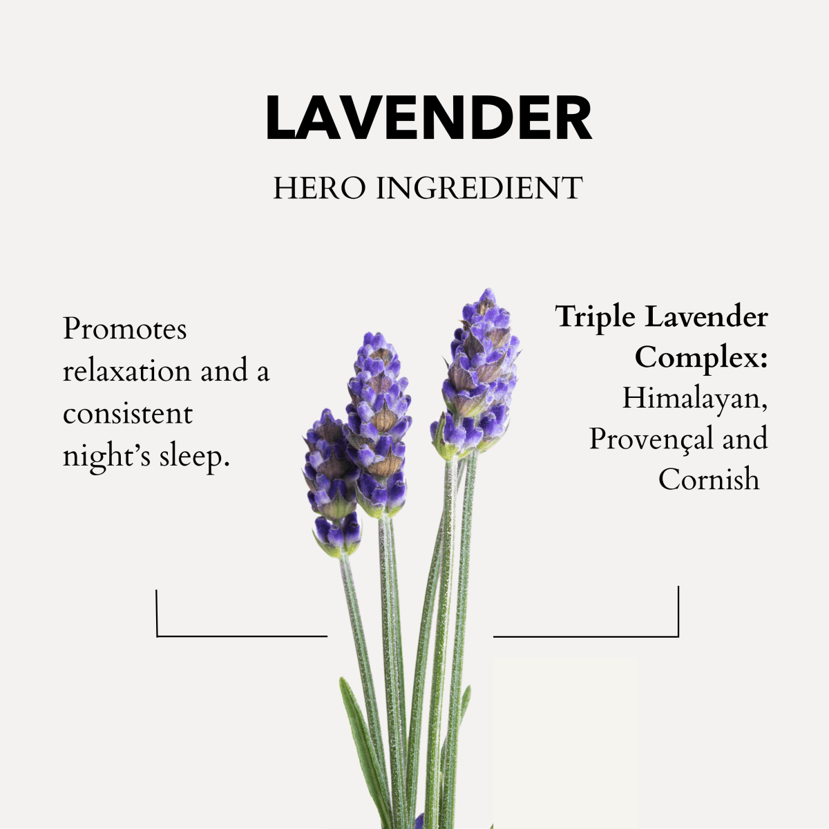 Anatomē - The Little Gift of Good Sleep - Lavender
